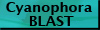 cyanophora blast