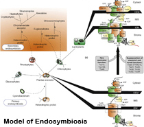Model of Endosymbiosis