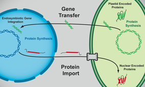 endosymbiotic gene transfer